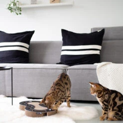 District 70 Snake -Premium-Tierbedarfsgeschäft district 70 snake kattenspeelgoed 190415 0500 none