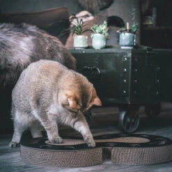 District 70 Snake -Premium-Tierbedarfsgeschäft district 70 snake kattenspeelgoed 190421 0500 none