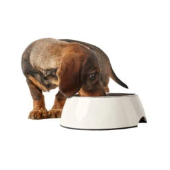 Hunter Melamin Napf - Weiß 10 Hunter Melamin Napf - Weiß -Premium-Tierbedarfsgeschäft hunter melamine voer en drinkbak wit 169567 0500 none