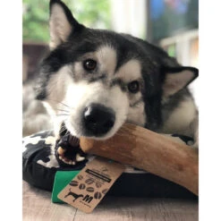 I&I Pet Supplies Kaffeebaum Kauwurzel -Premium-Tierbedarfsgeschäft ii pet supplies koffieboom kauw wortel 129623 0500 none