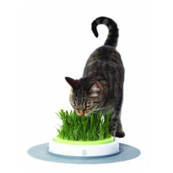 Catit Senses Katzengrassamenset 7 Catit Senses Katzengrassamenset -Premium-Tierbedarfsgeschäft product catit senses grass garden none 4 1465980270 69885