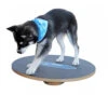 FitPAWS Wobble Board 2 FitPAWS Wobble Board -Premium-Tierbedarfsgeschäft product fitpaws wobble board none 4 1470905070 76051