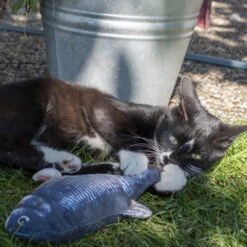 Robocat Lachs -Premium-Tierbedarfsgeschäft robocat zalm 168219 0500 none