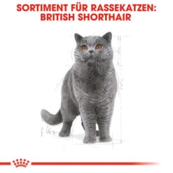 Royal Canin British Shorthair Adult - Katzenfutter -Premium-Tierbedarfsgeschäft royal canin british shorthair adult kattenvoer 137524 0500 none
