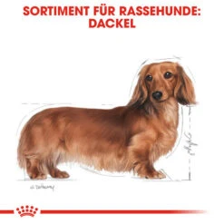 Royal Canin Dachshund Adult - Hundefutter -Premium-Tierbedarfsgeschäft royal canin dachshund adult hondenvoer 138259 0500 none