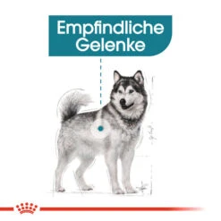 Royal Canin Maxi Joint Care - Hundefutter -Premium-Tierbedarfsgeschäft royal canin maxi joint care hondenvoer 132533 0500 none
