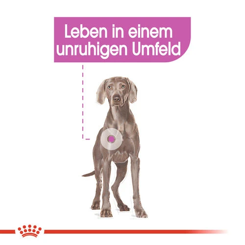 Royal Canin Maxi Relax Care - Hundefutter 4 Royal Canin Maxi Relax Care - Hundefutter – Bild 2