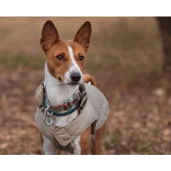 Spotted! Pro Dog & Cat -Premium-Tierbedarfsgeschäft spotted pro dog cat 166918 0500 none