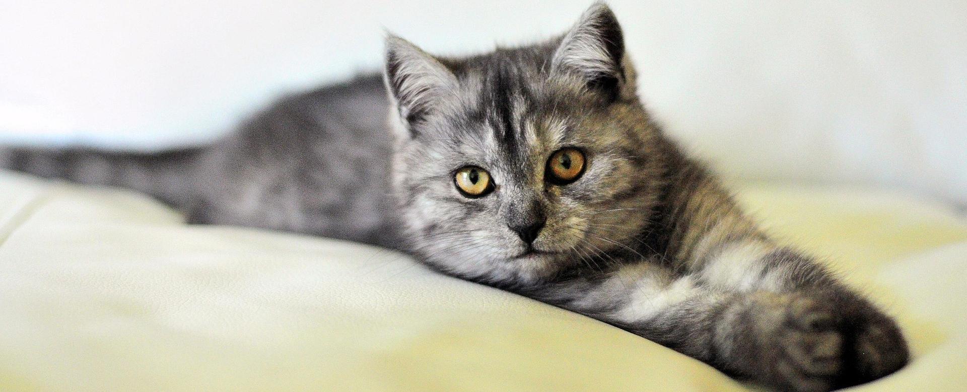 Premium-Tierbedarfsgeschäft 9 Premium-Tierbedarfsgeschäft -Premium-Tierbedarfsgeschäft cat 3431537 1920