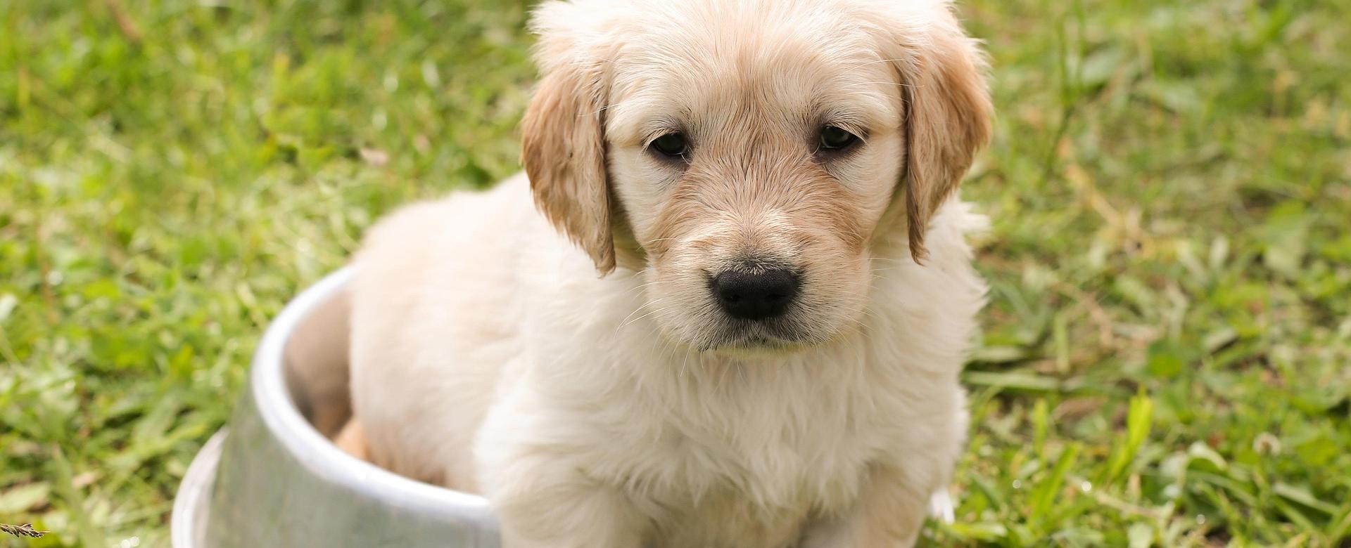 Premium-Tierbedarfsgeschäft 17 Premium-Tierbedarfsgeschäft -Premium-Tierbedarfsgeschäft puppy 1207816 1920